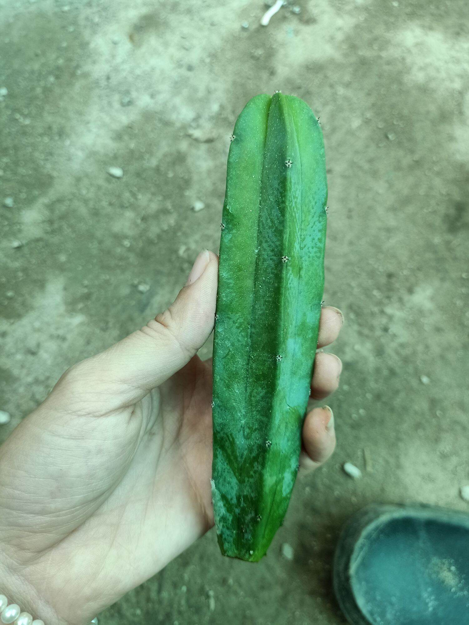 xương rồng trụ 10-15cm