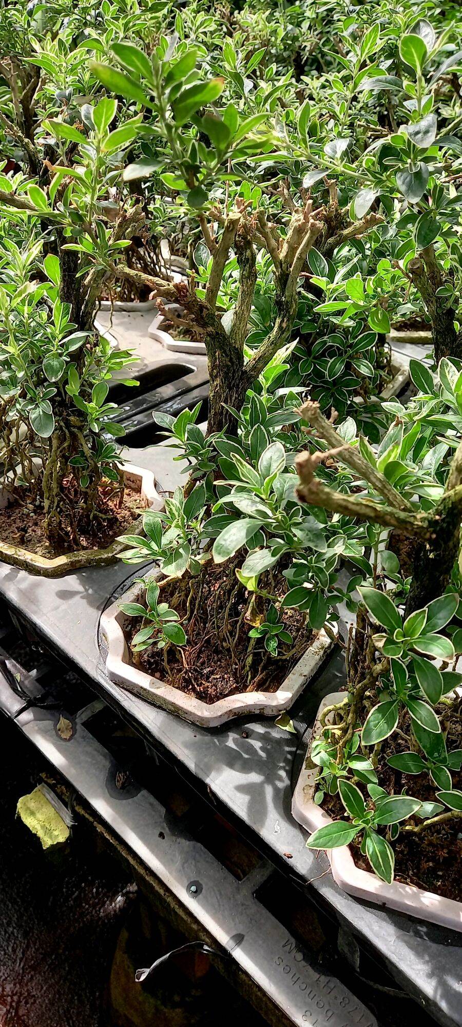 Cây Bạch Tuyết Mai Bonsai