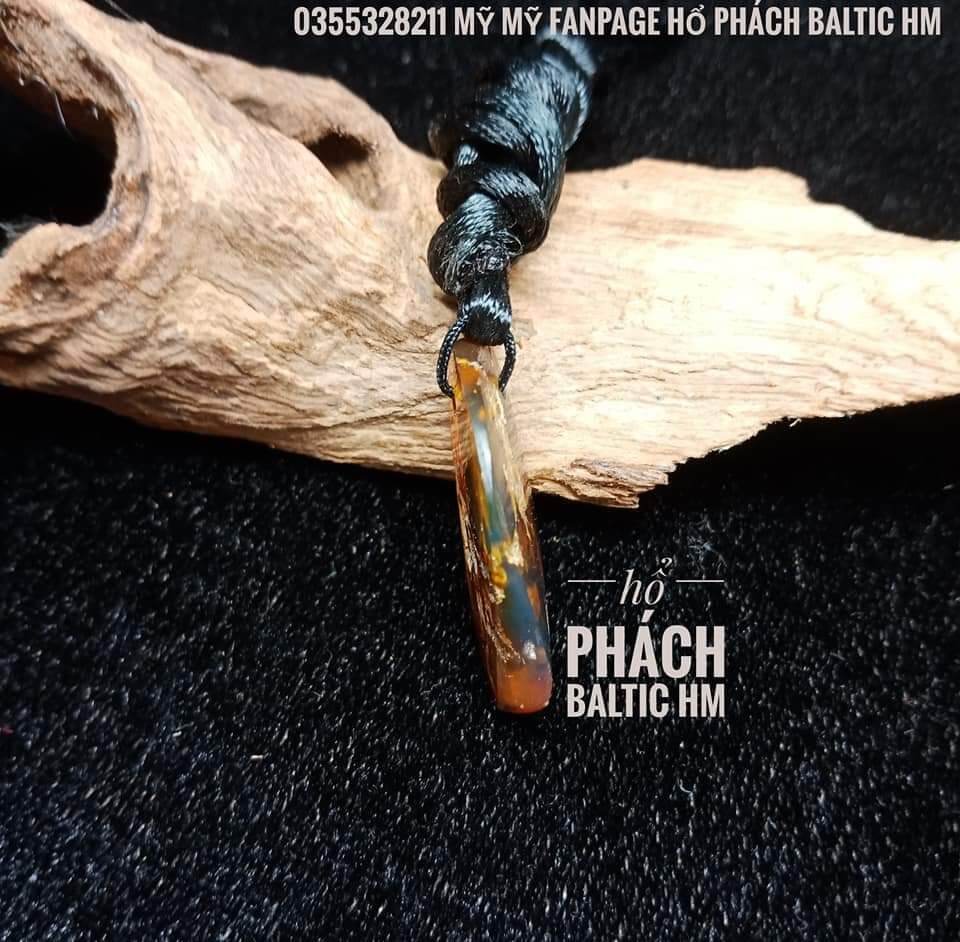 HỔ PHÁCH DOMINICAN ÁNH XANH DƯƠNG