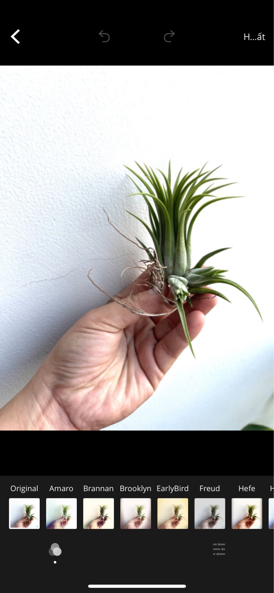 Cây không khí thạch thảo (tillandsia)