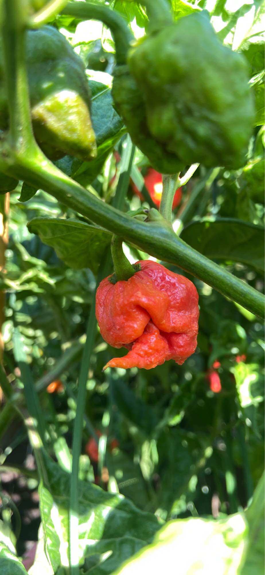 Hạt giống ớt carolina reaper