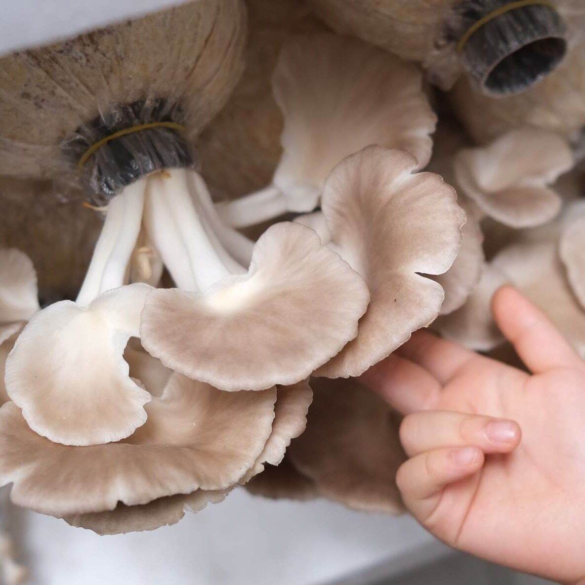 phôi nấm bào ngư xám( kiện hàng gồm 6 bịch phôi)
