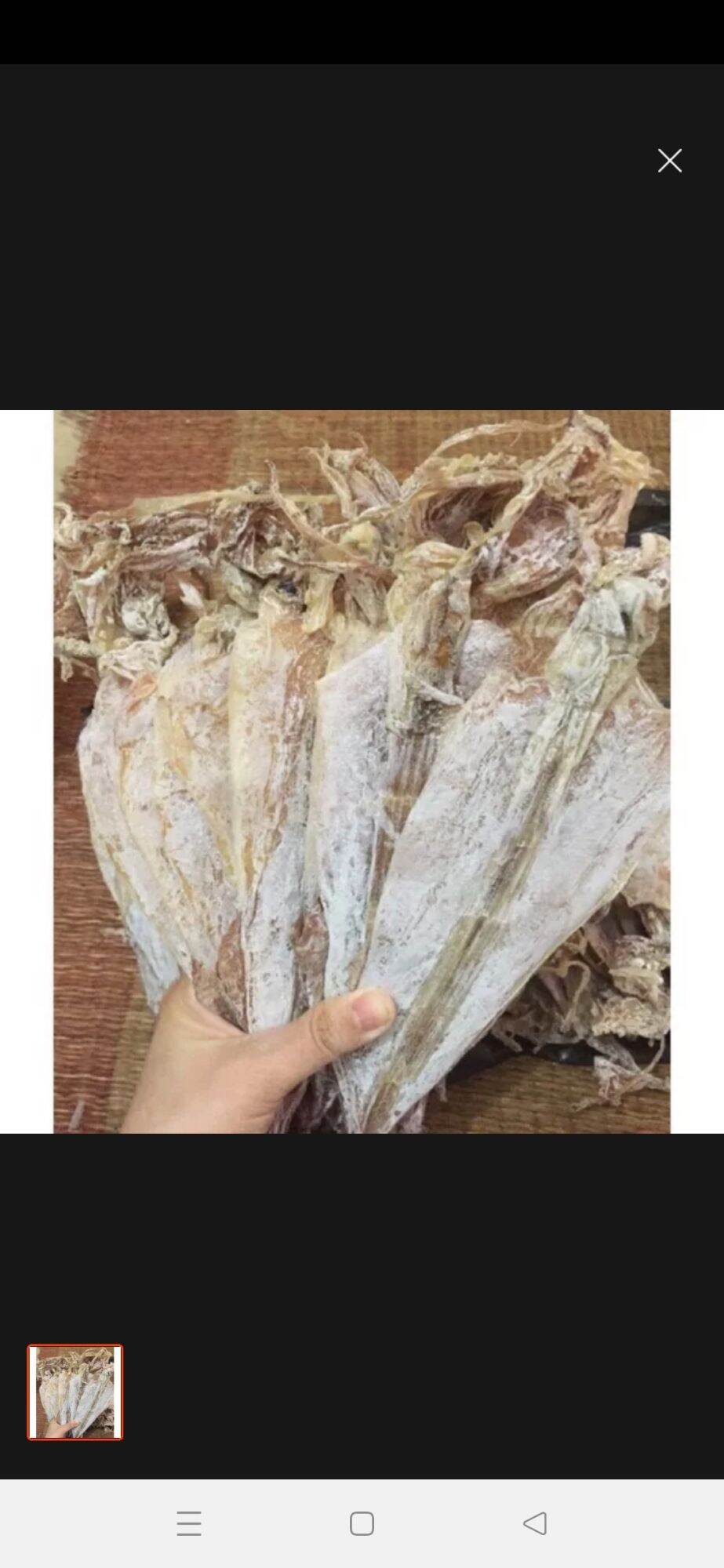 Mực ngon- 5 con mực y hình