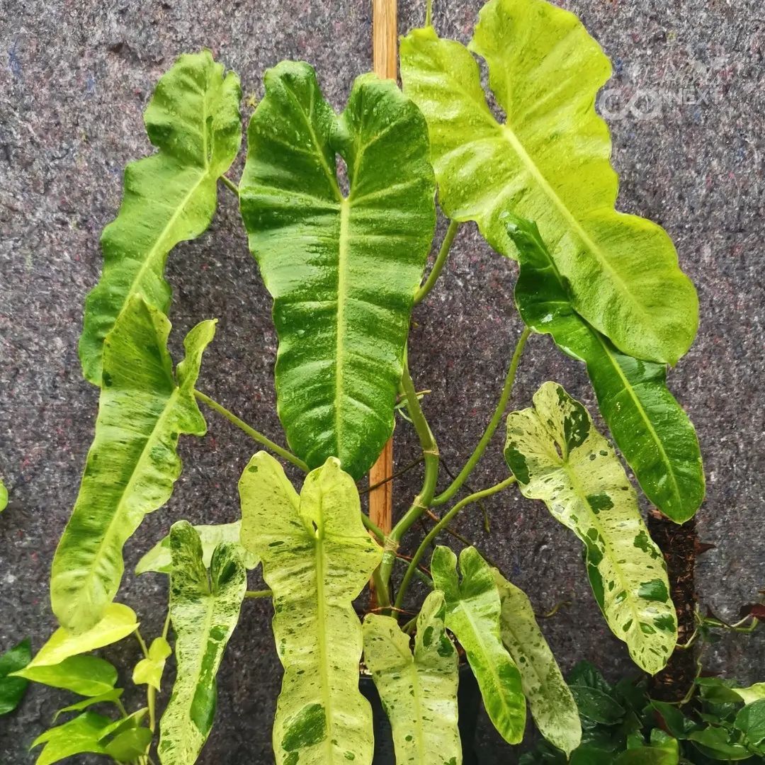 Cây Philodendron Paraiso Verde Variegated