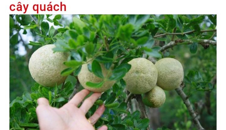 Cây quách giống chậu cây cảnh cây ăn trái loại cây đặc sản của miền Tây