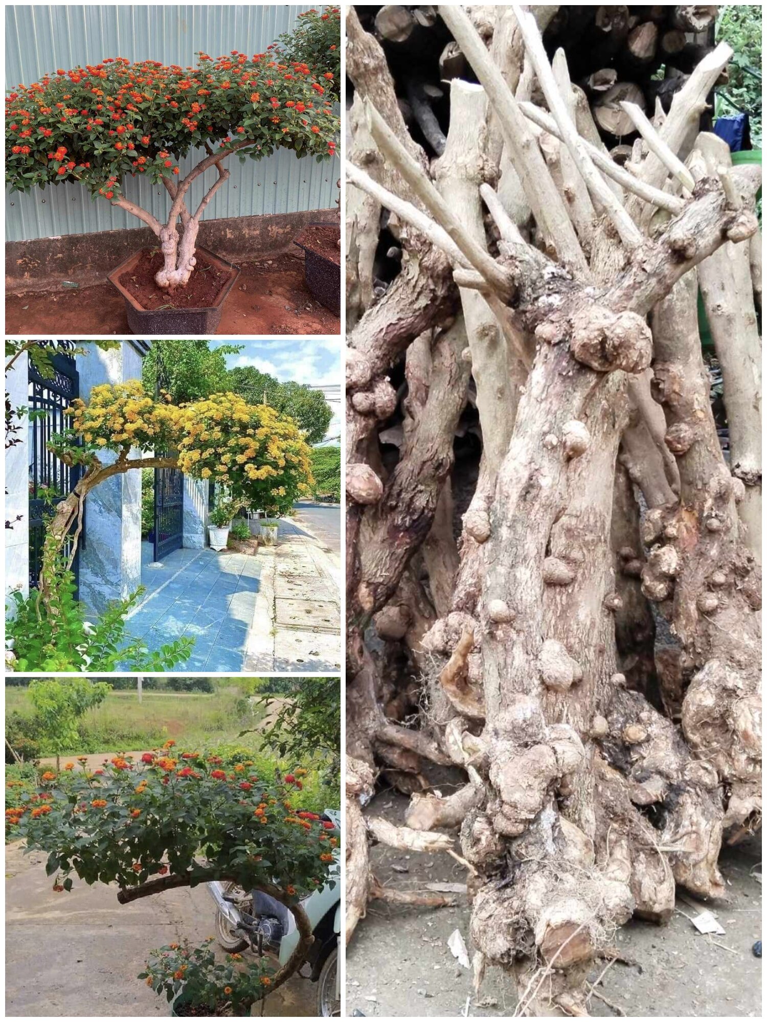 ( CÂY GIỐNG) 1 cây gốc trâm ổi lâu năm