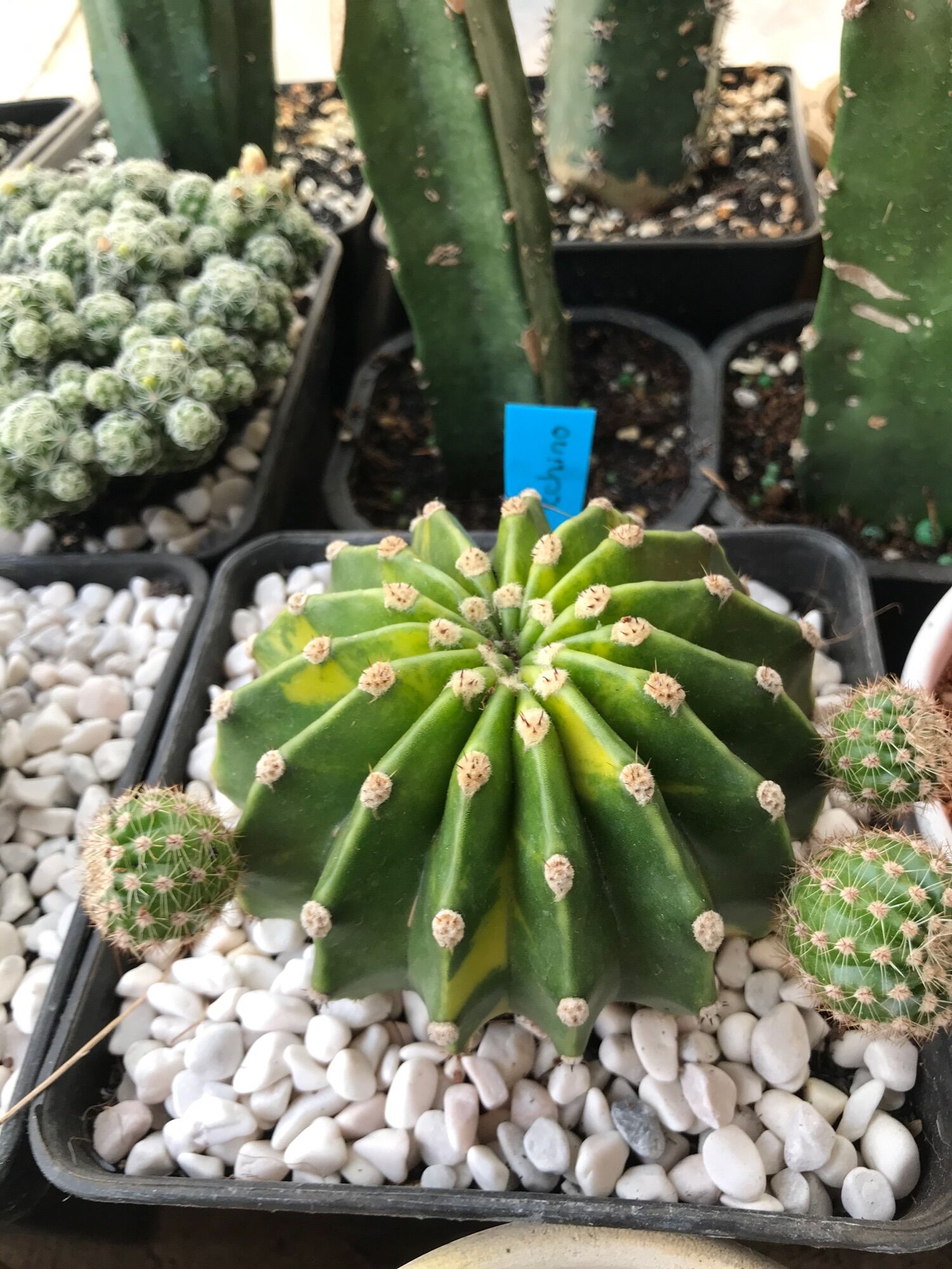 Xương rồng Echino lem vàng  size chậu 14cm