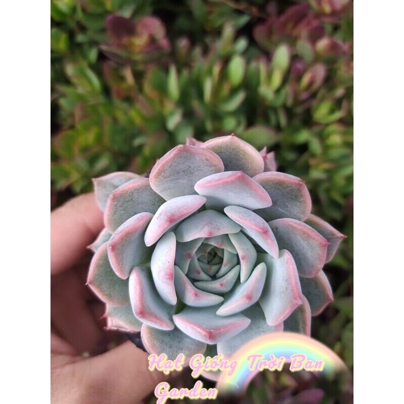 SEN ĐÁ HỒNG CÁNH CỨNG ♠️ ĐÀ LẠT  HƯ 1 ĐỔI 1 ❄️ SIÊU CUTE