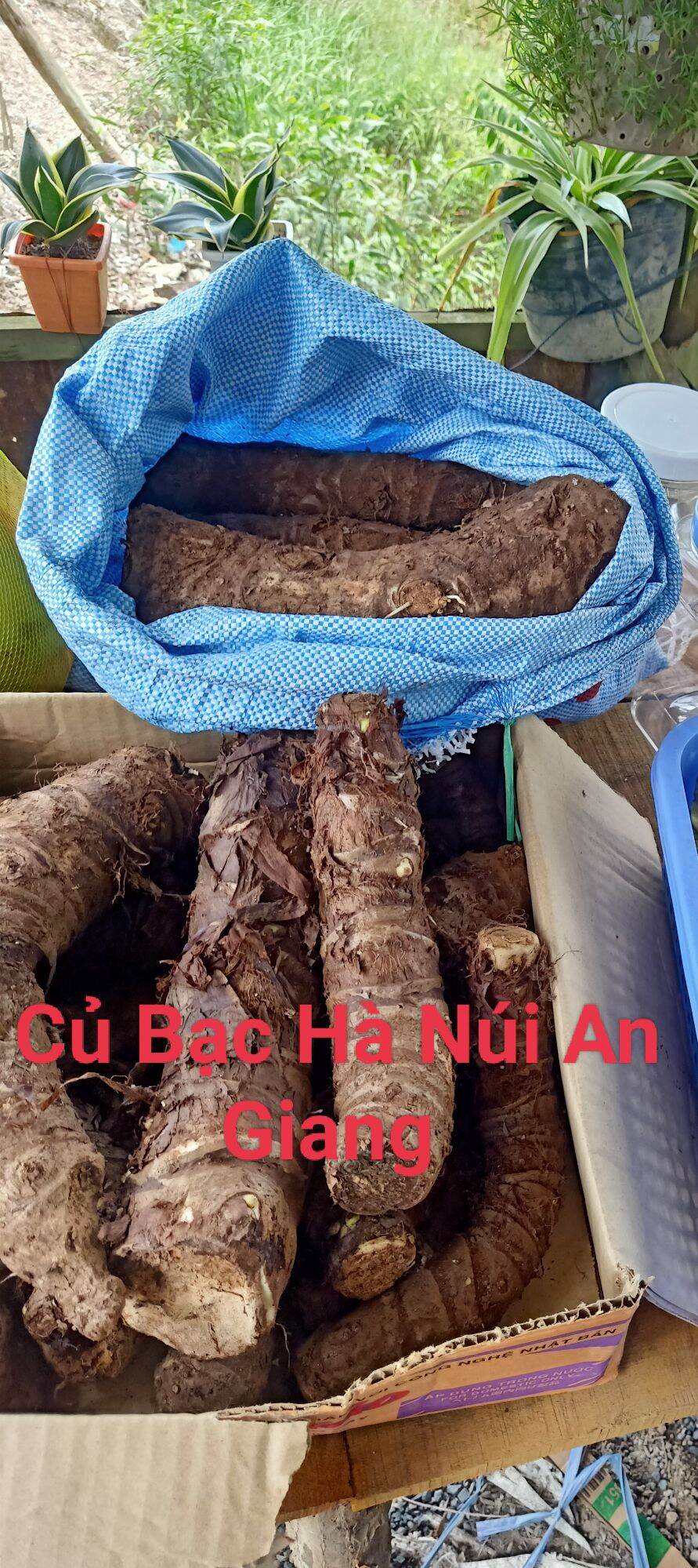 Combo 5kg củ bạc hà núi an giang -7 núi