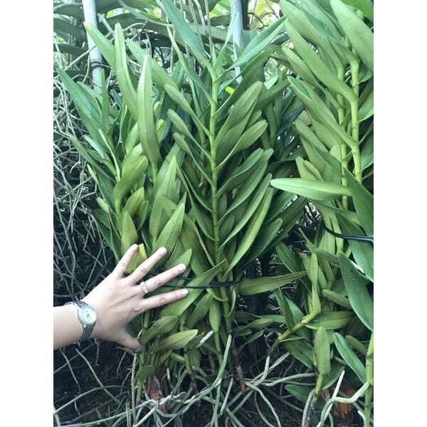 Lan Mokara Bò Cạp Vàng Siêng Hoa