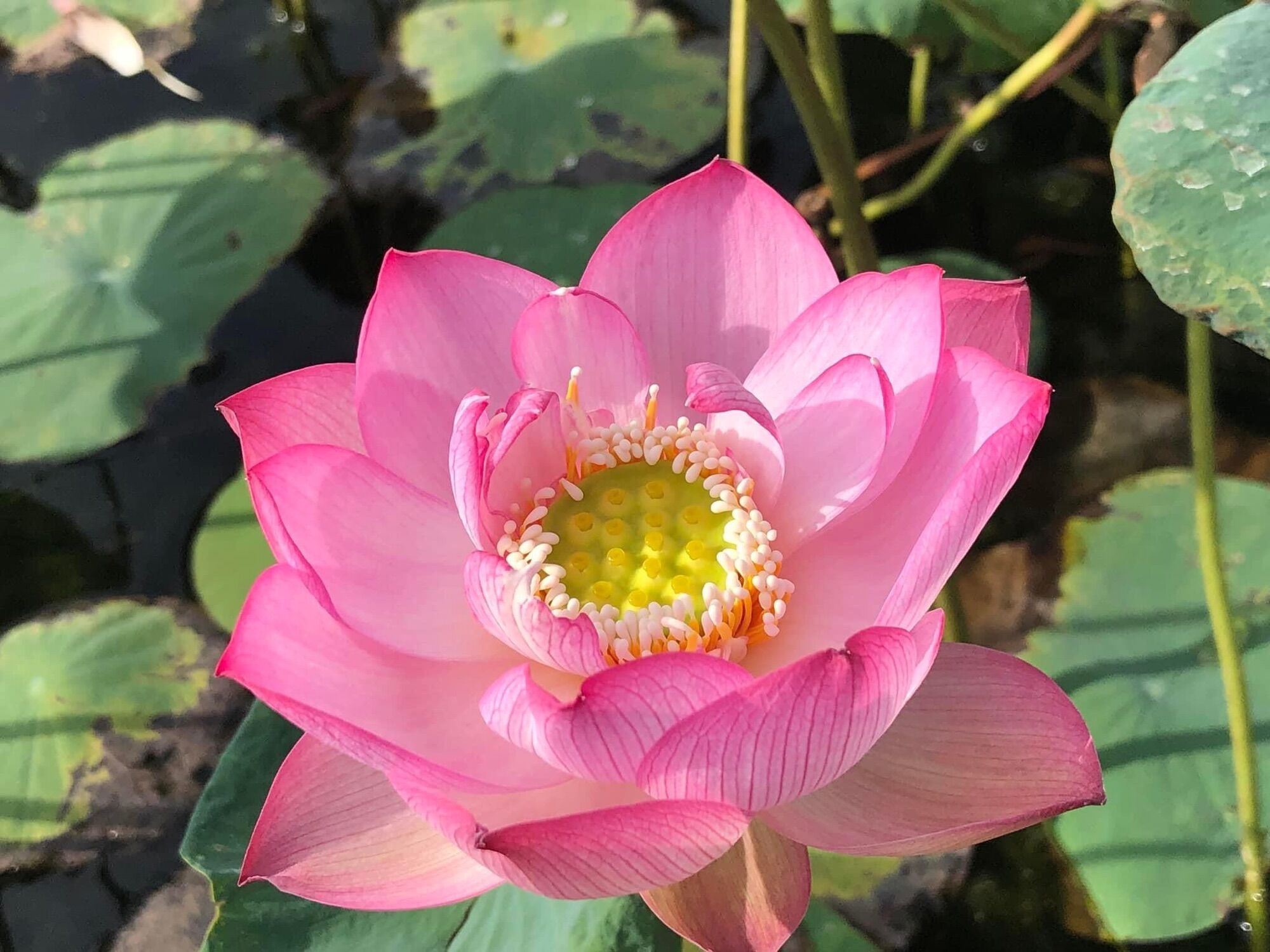 Củ Sen Thái Giống- Môi Hồng Xứ Quảng