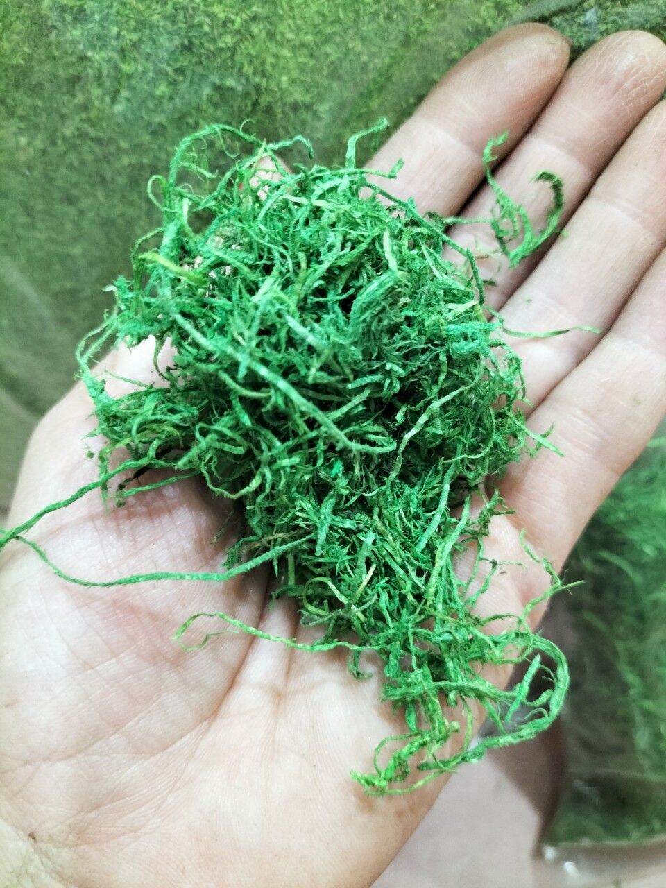 Rêu phủ gốc cây làm trang trí tiểu cảnh, bể cá, gốc cây bonsai, thảm cỏ đẹp nhiều mẫu