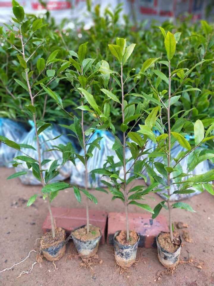 MAI TRẮNG THÁI (Bạch Mai)