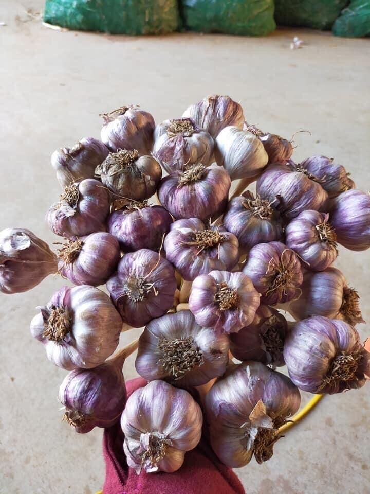 Tỏi tía ta khô 1kg