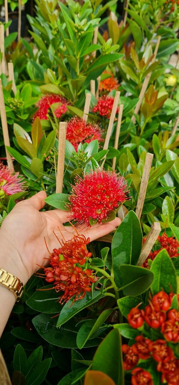 Mai Thái màu đỏ cam