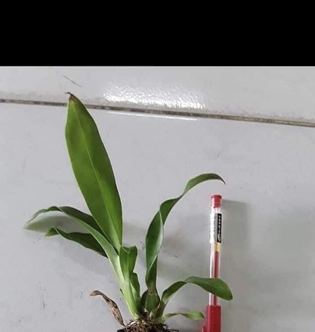 Hoa Lan vũ nữ hoàng hậu(2 khóm)