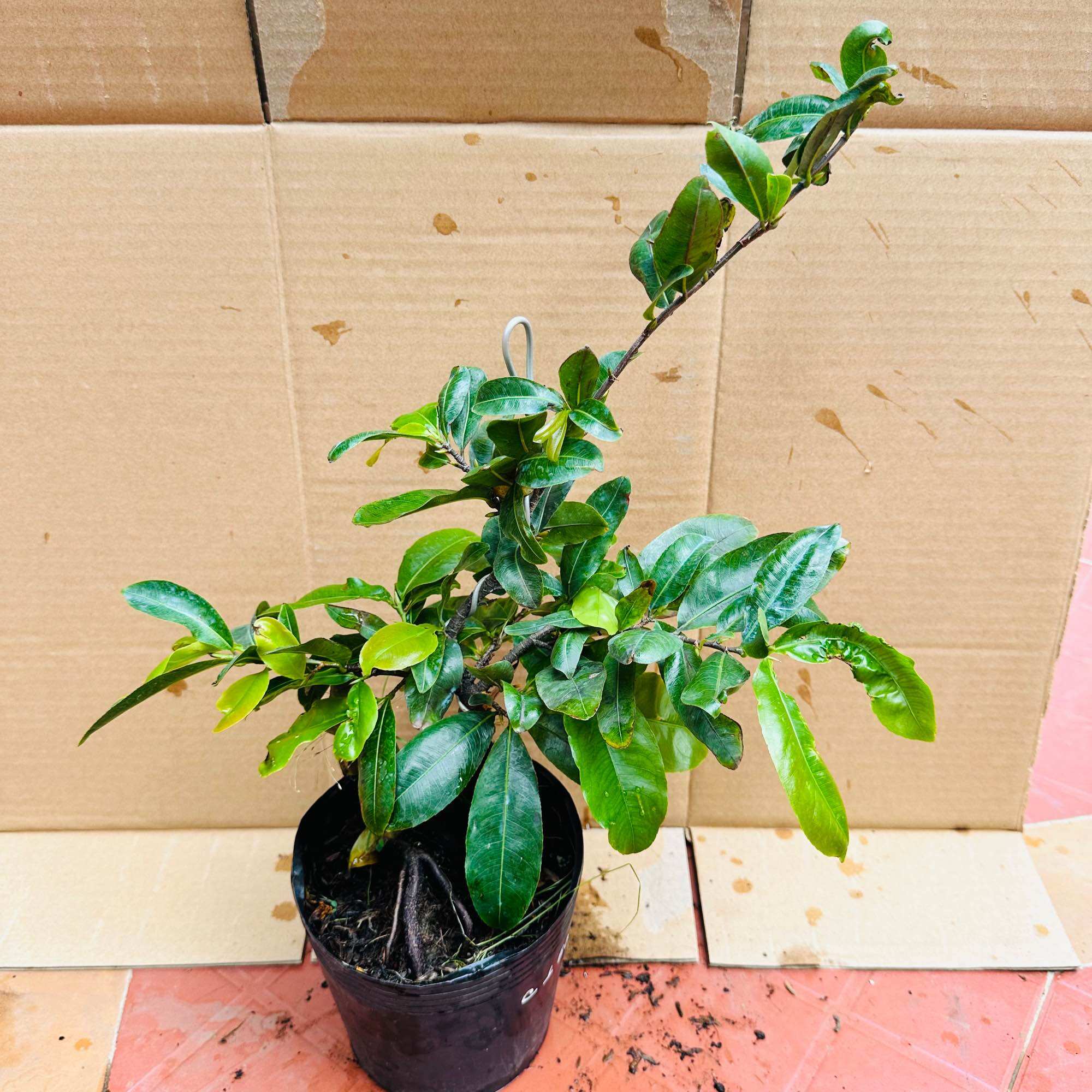Cây mai cúc 150 cánh - siêng hoa, bonsai gốc ghép đẹp