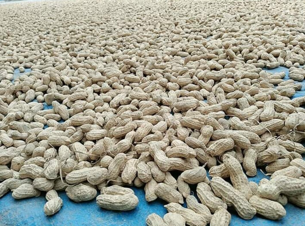 1kg Lạc đỏ giống cũ