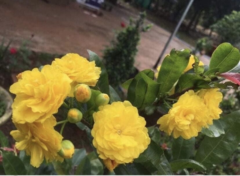 Combo 2 Cây Mai Vàng ghép Cúc Hoa hồng thanh tú