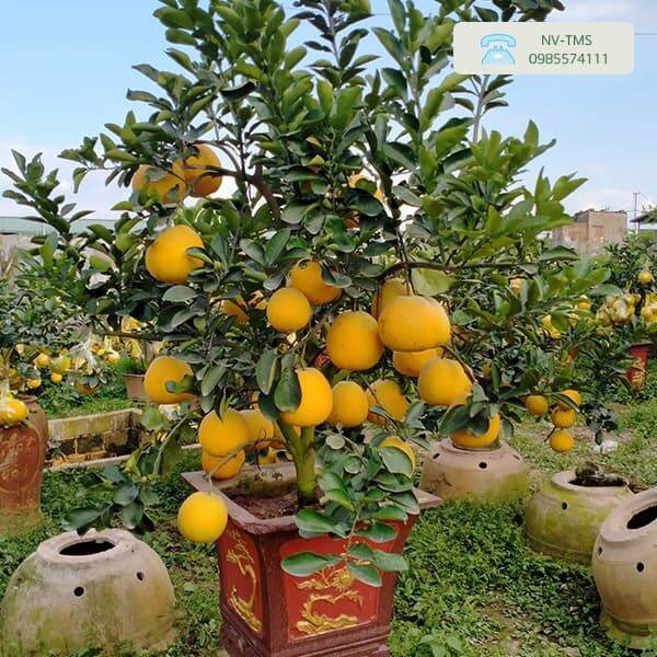 Phân Bón Đạm Magie Nitrate Thiên Bình (gói 1kg) - VTNN Bắc Từ Liêm