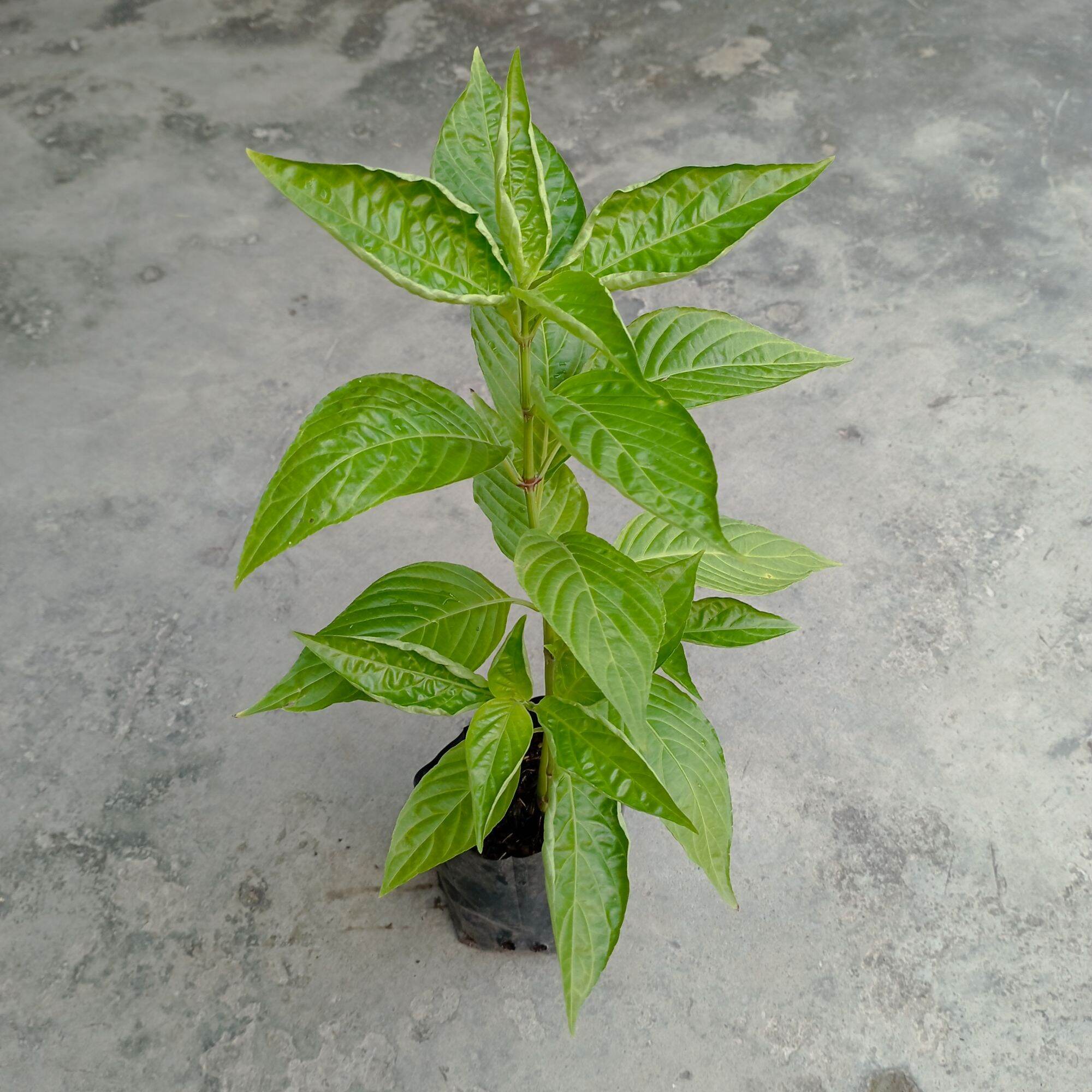 Cây lá cẩm tím cao 20-30cm dùng tạo màu thực phẩm trồng bọc