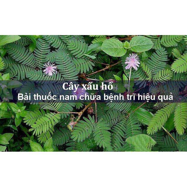 Cây Xấu hổ khô (cây mắc cỡ)1kg