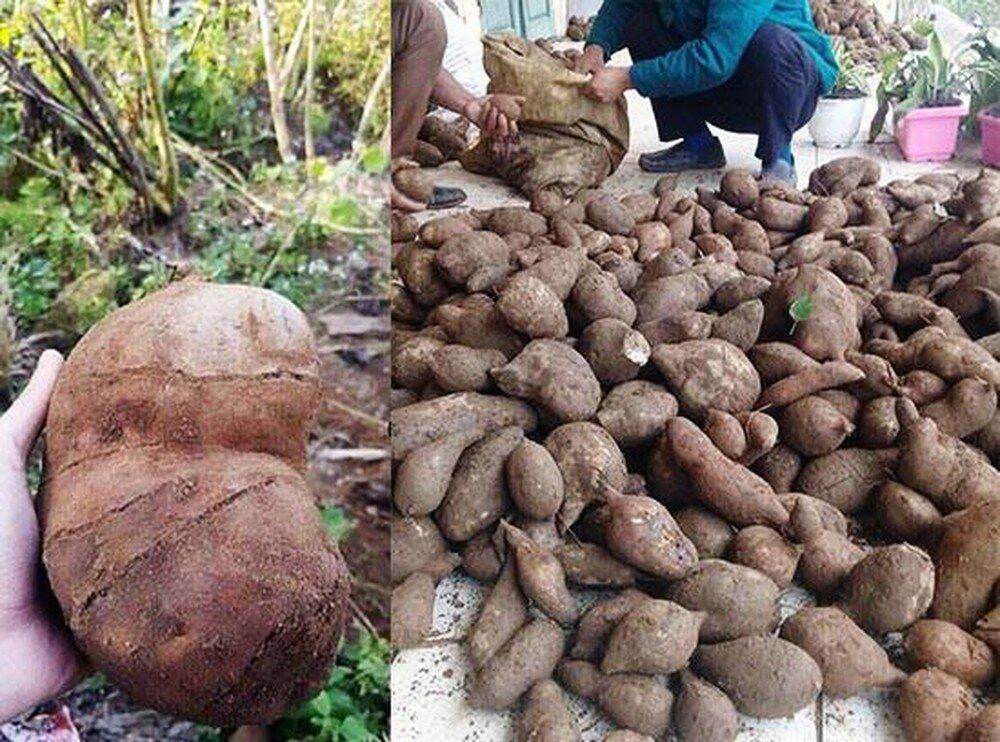 Sâm Đất - Hoàng Sin Cô Vùng Cao Tây Bắc ( Giá 2 kg )