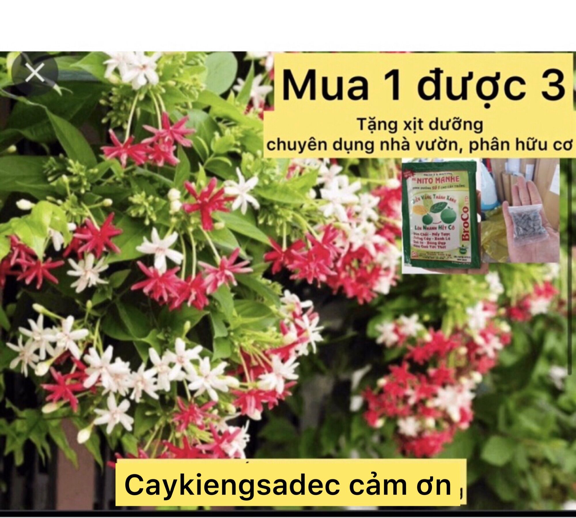 Caykiengsadec - Hoa Trang leo sử quân tử- tặng phân bón cho cây - hoa kiểng lá - trang trí nội thất cảnh quan sân vườn ngoài trời