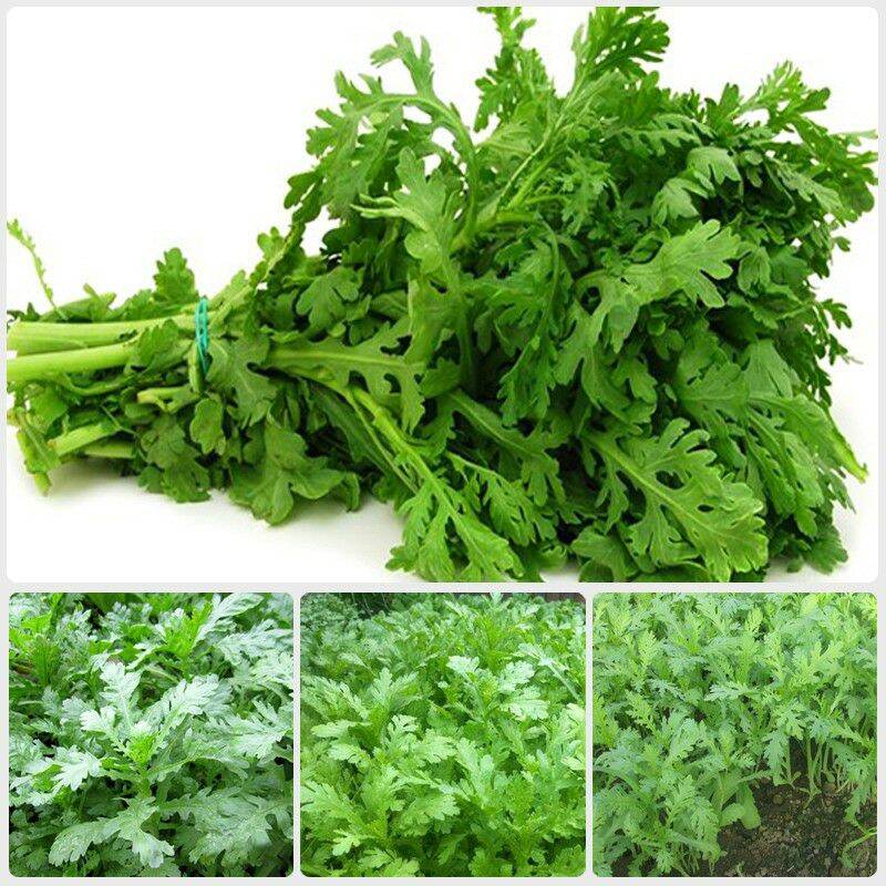 Hạt giống rau tần ô cao sản - gói 20gr