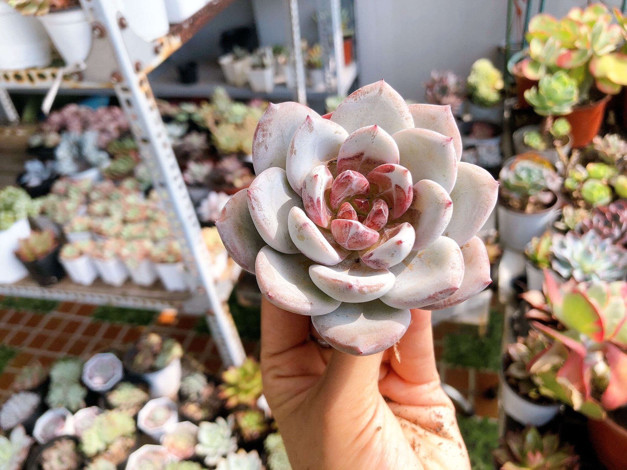 Sen đá laui lai 7-8cm