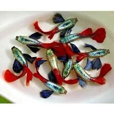 4cặp cá 7màu dumbo red tail
