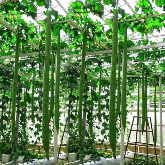 HẠT GIỐNG MƯỚP THÁI LAN SIÊU DÀI