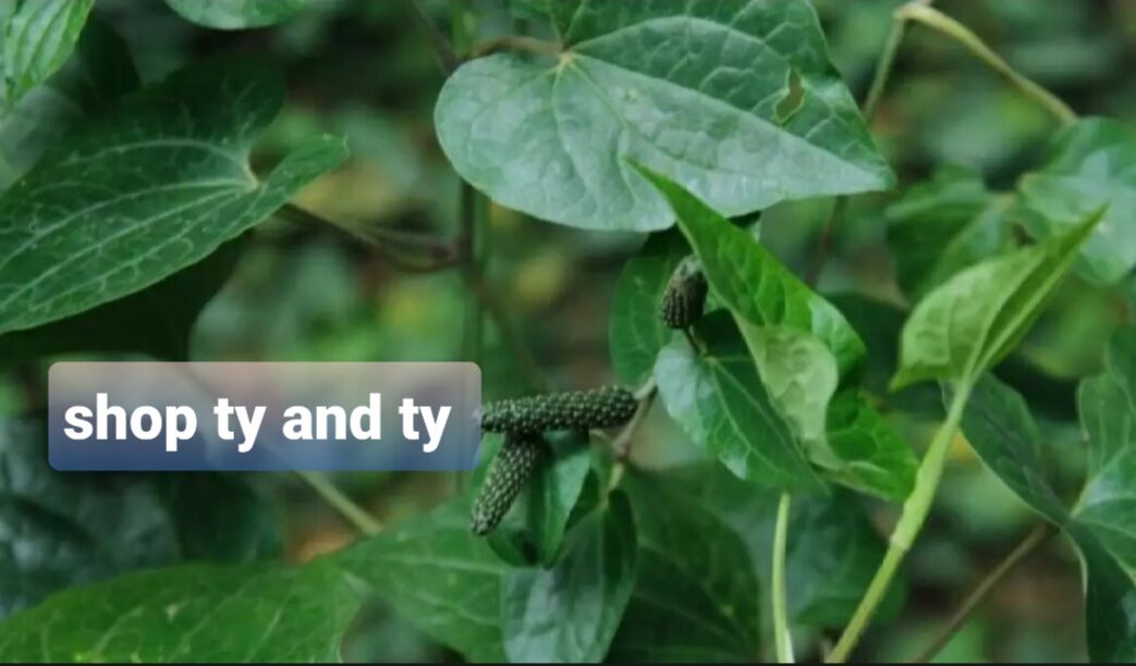 Cây tiêu lốp đang có trái