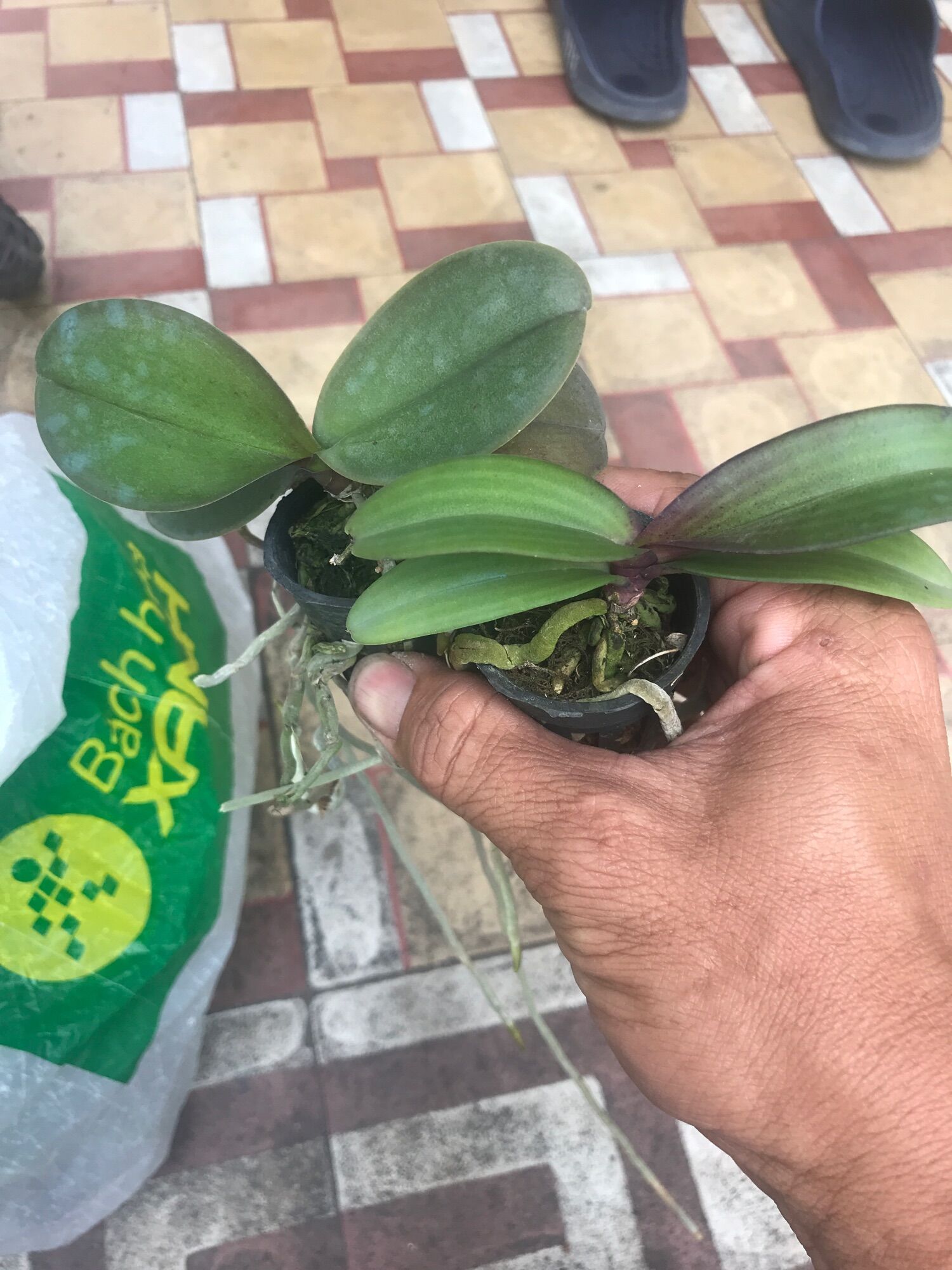 Ngọc điểm giống 60k/2 cây