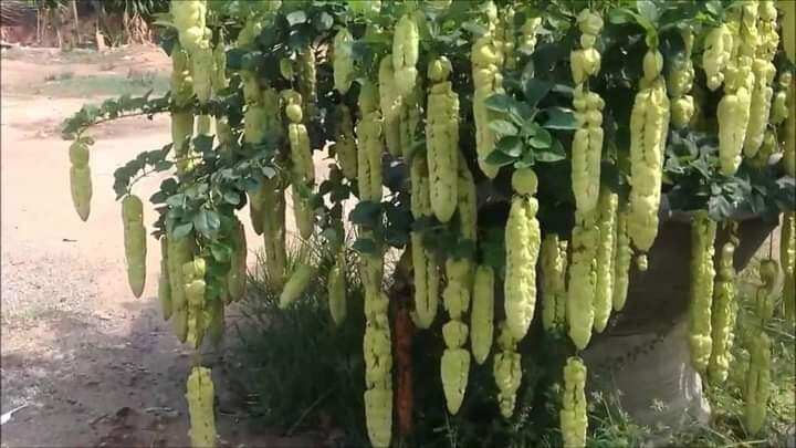 Cây huyền trân công chúa