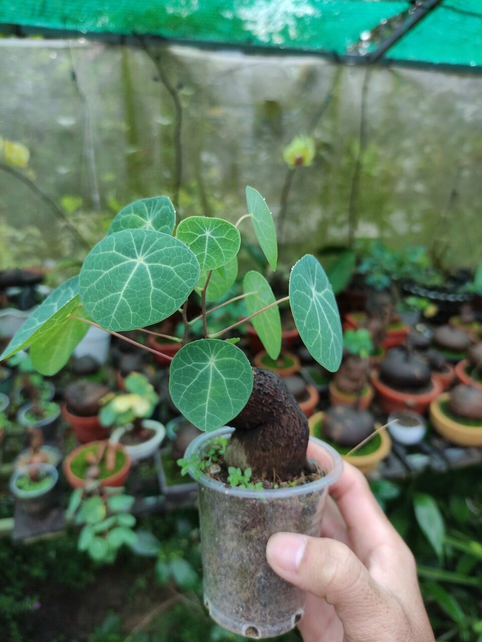 Bình vôi mini để bàn