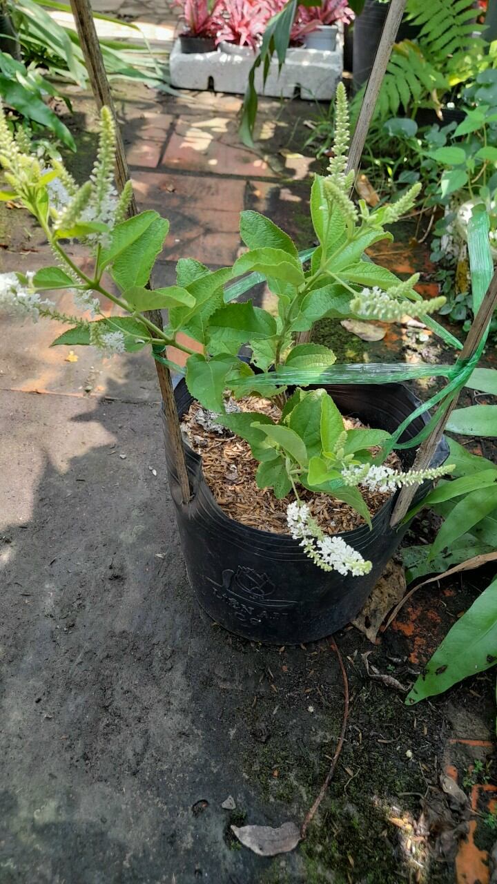 cây bạch trầm hương
