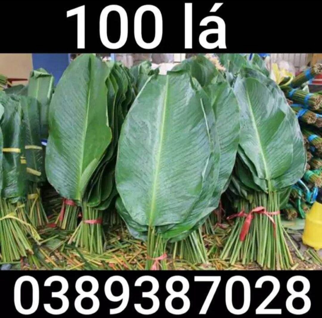 200 lá dong gói bánh trưng
