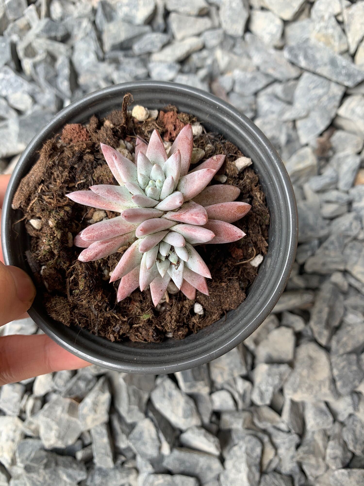 Sen đá giống mới. Sen cúc hồng. Sen cúc. Sen hồng