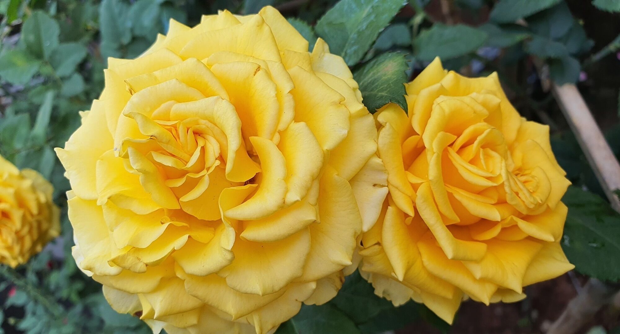 Hoa hồng Shell Rose vàng - hồng bụi, lâu tàn