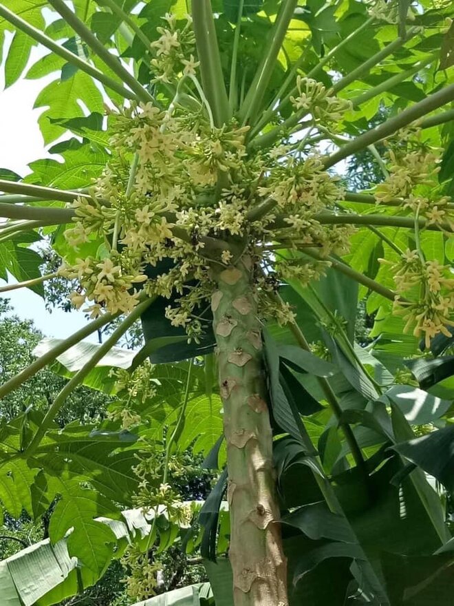 Hạt đu đủ đực 10 hạt giống chuẩn