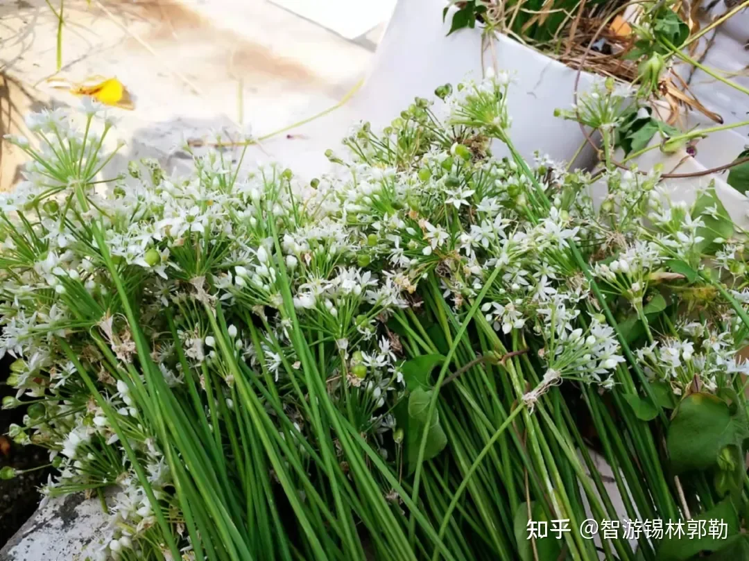 Hạt Giống Hẹ Thảo Nguyên ( Siêu Hoa )