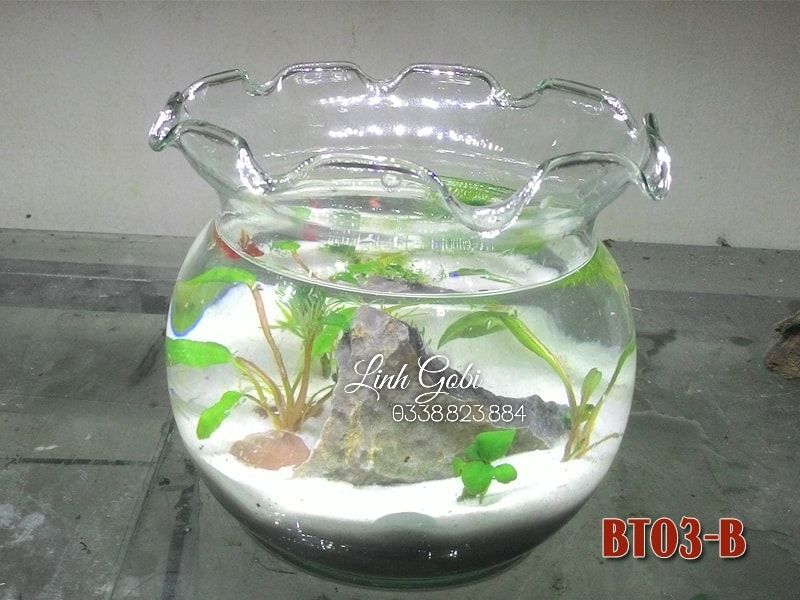 Bể thả cá thủy tinh miệng bèo/ bể cá mini để bàn