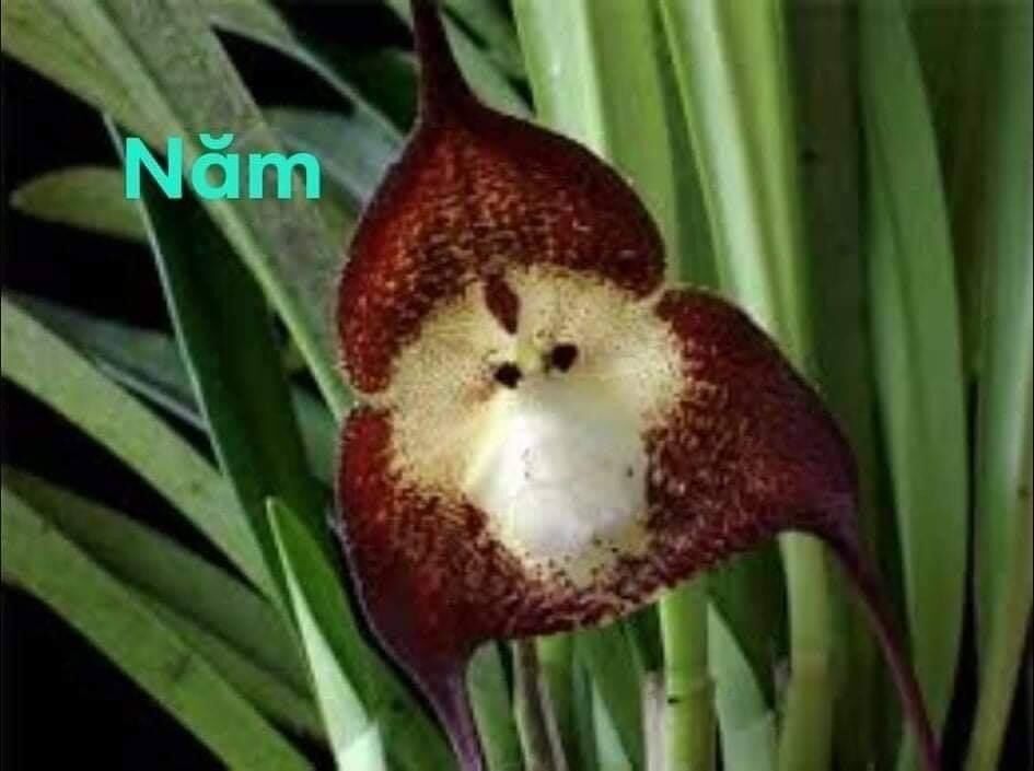 Hoa Lan mặt khỉ (1 cây) Hoa Tết