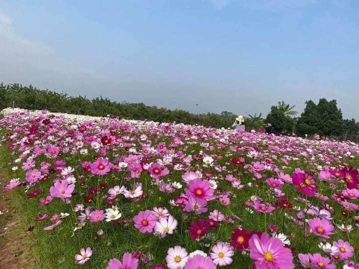 hạt giống hoa cánh bướm