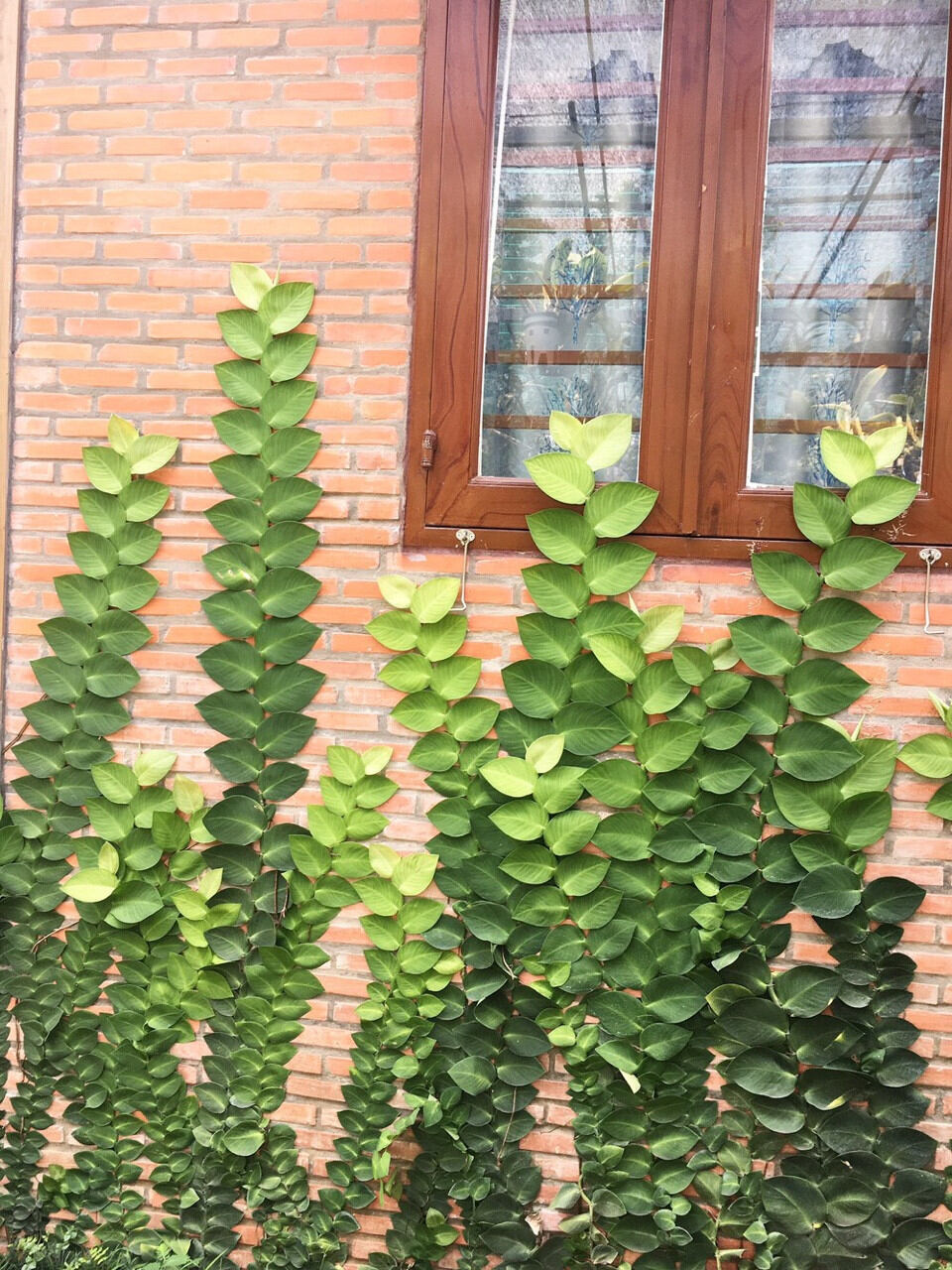 Cây Dây Kắt Kè Leo Tường