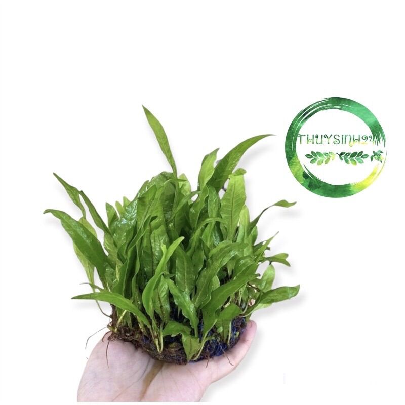 Cây thuỷ sinh Dương Xỉ Mỹ nhân - dễ trồng không cần co2