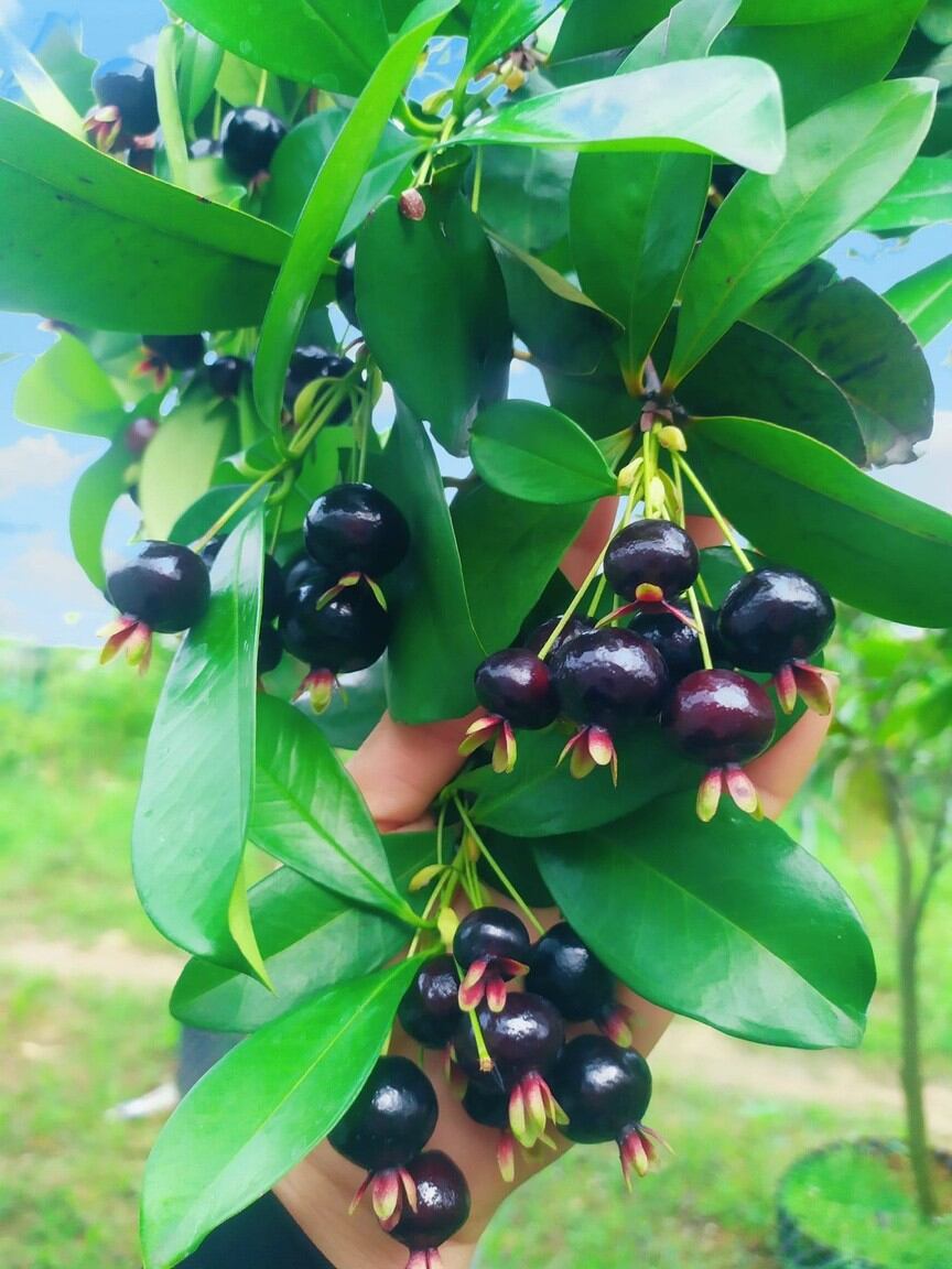 cây cherry Brazil chịu nhiệt