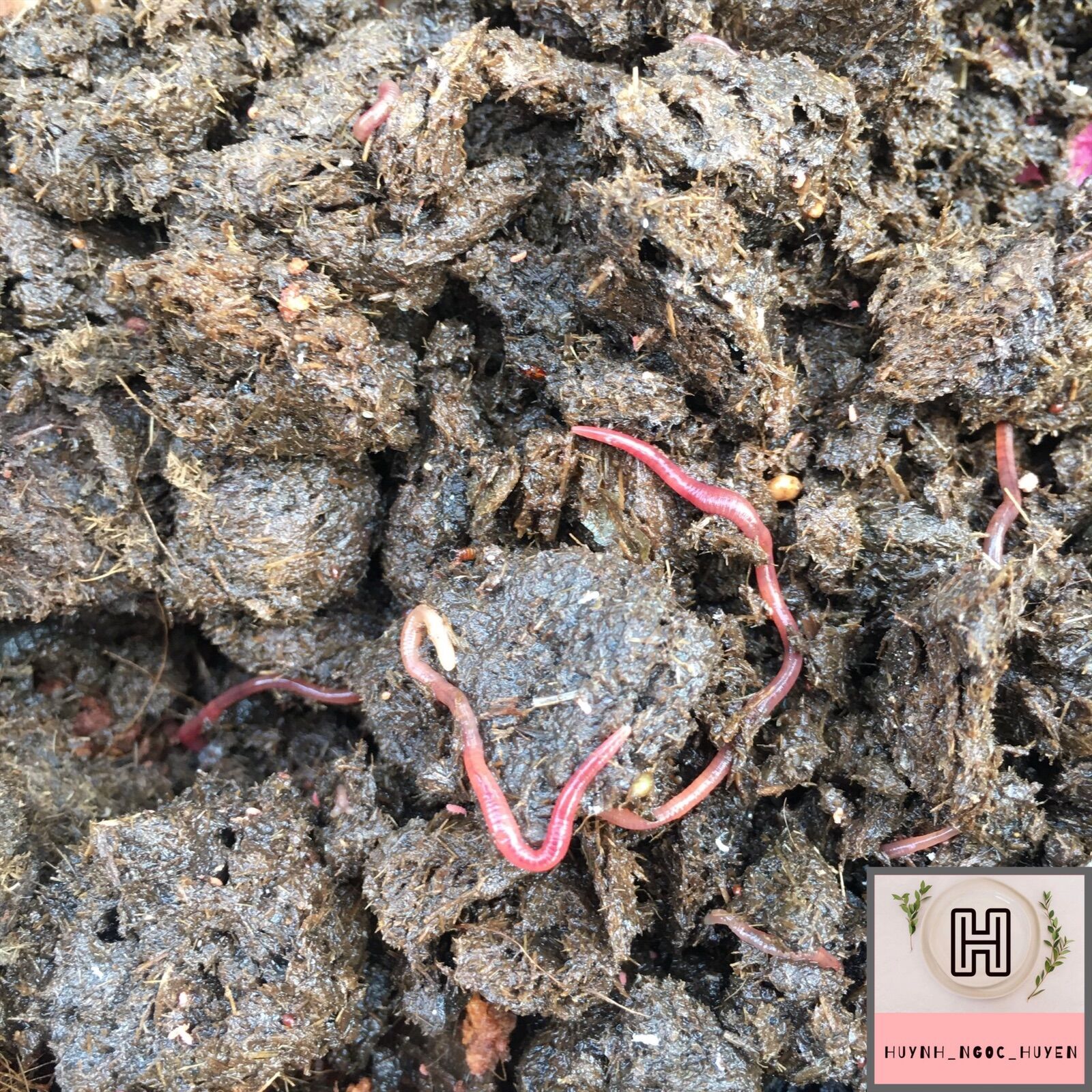 5kg Sinh khối giun quế giống(lai)