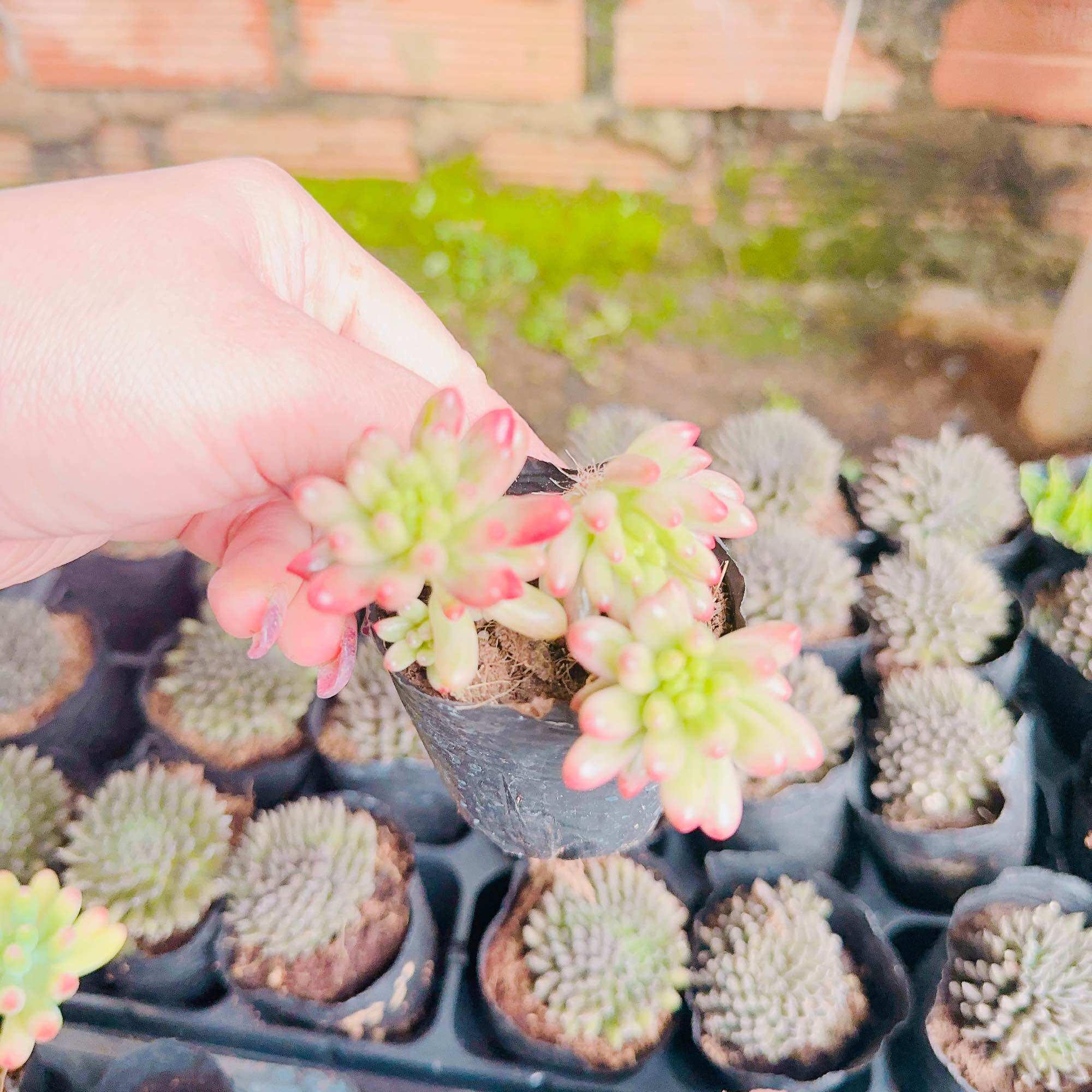 Sen đá thạch ngọc giống mới size bầu 3-5